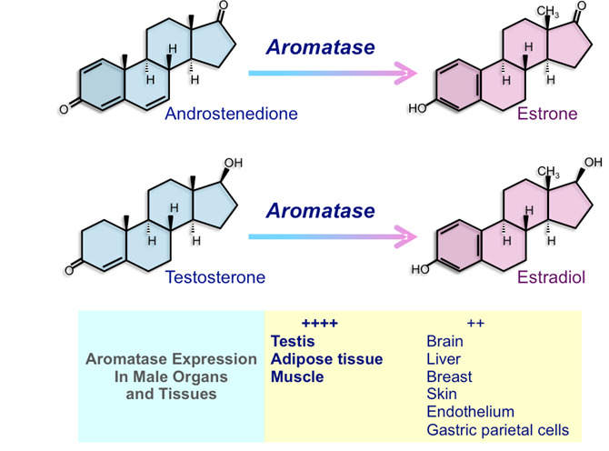 File:Aromatase Conversion.jpg