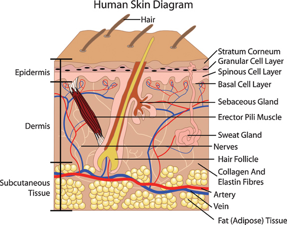 File:Skin structure(1).jpg