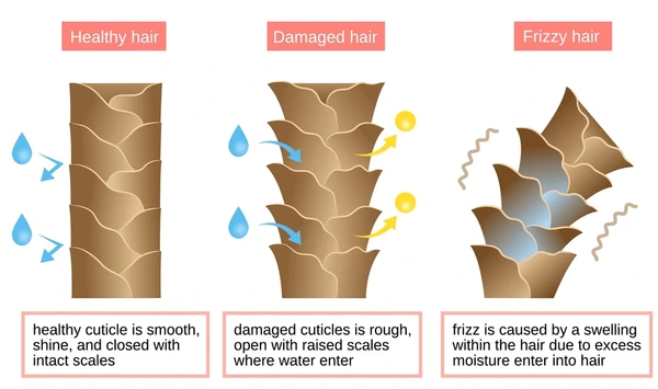 File:Cuticle-illustrated.png
